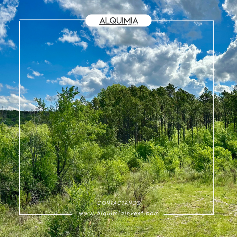 CAMPO 71 HAS JOA Y AGUS (10)