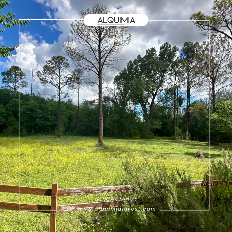 CAMPO 71 HAS JOA Y AGUS (6)