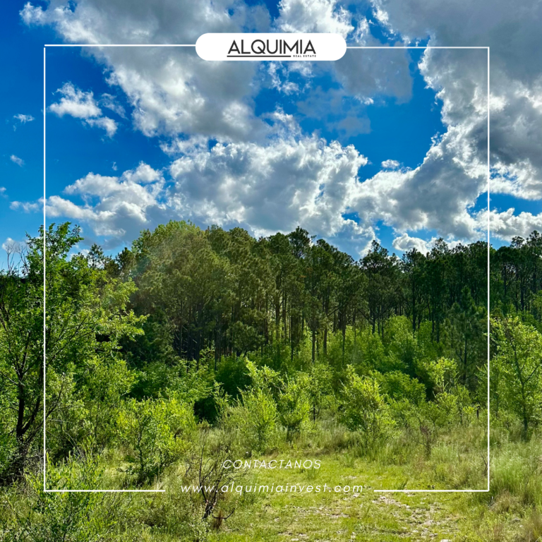 CAMPO 71 HAS JOA Y AGUS (9)